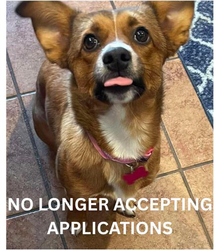 Hazel, an adopted mixed breed in Palatine, IL image 1/6