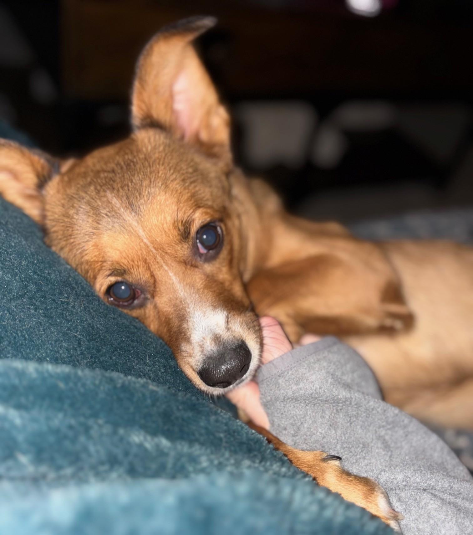 Hazel, an adopted mixed breed in Palatine, IL image 4/6