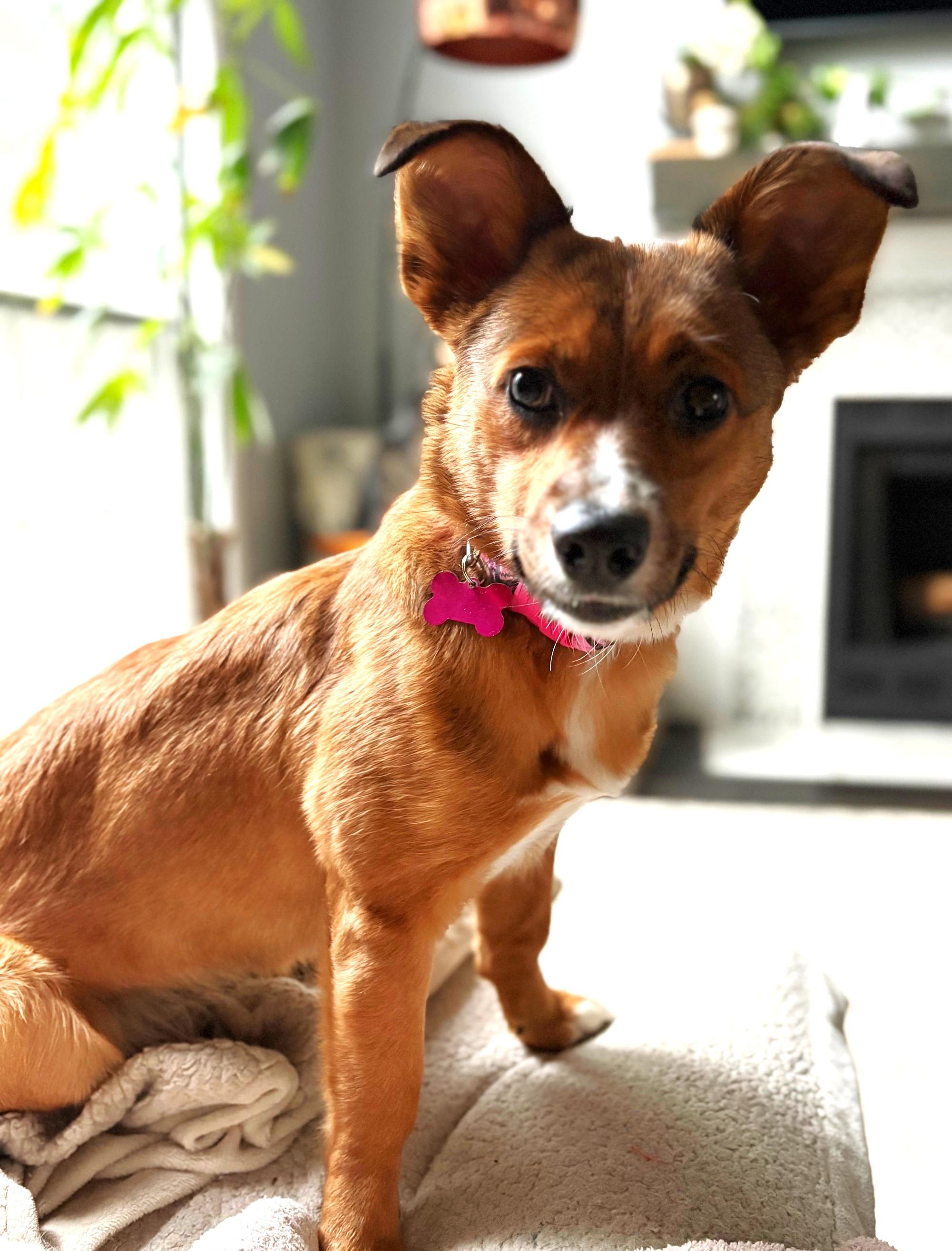 Hazel, an adopted mixed breed in Palatine, IL image 6/6