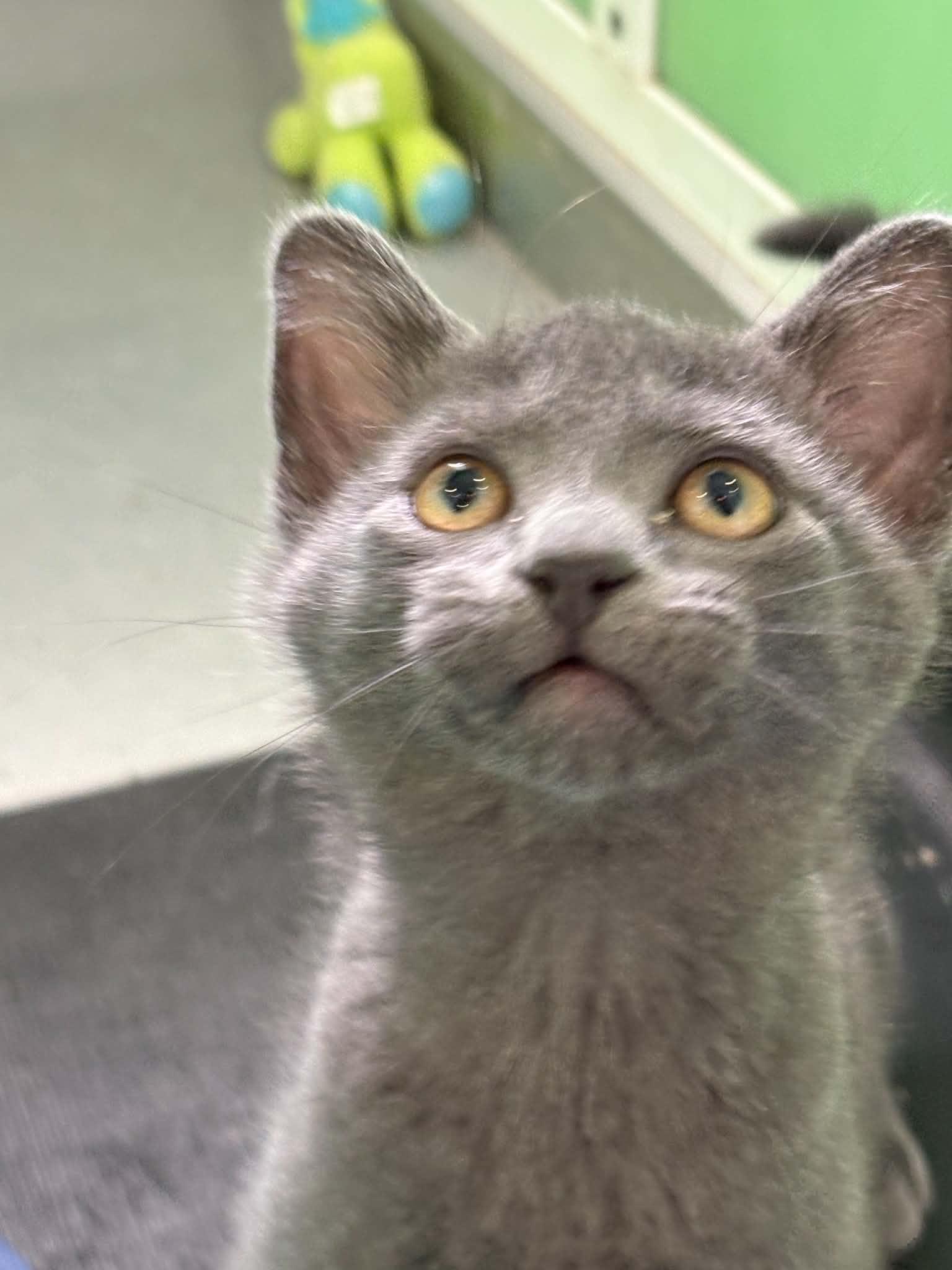 Enlarge Peter Brady, a ADOPTABLE American Shorthair in Barboursville, WV image 2/2