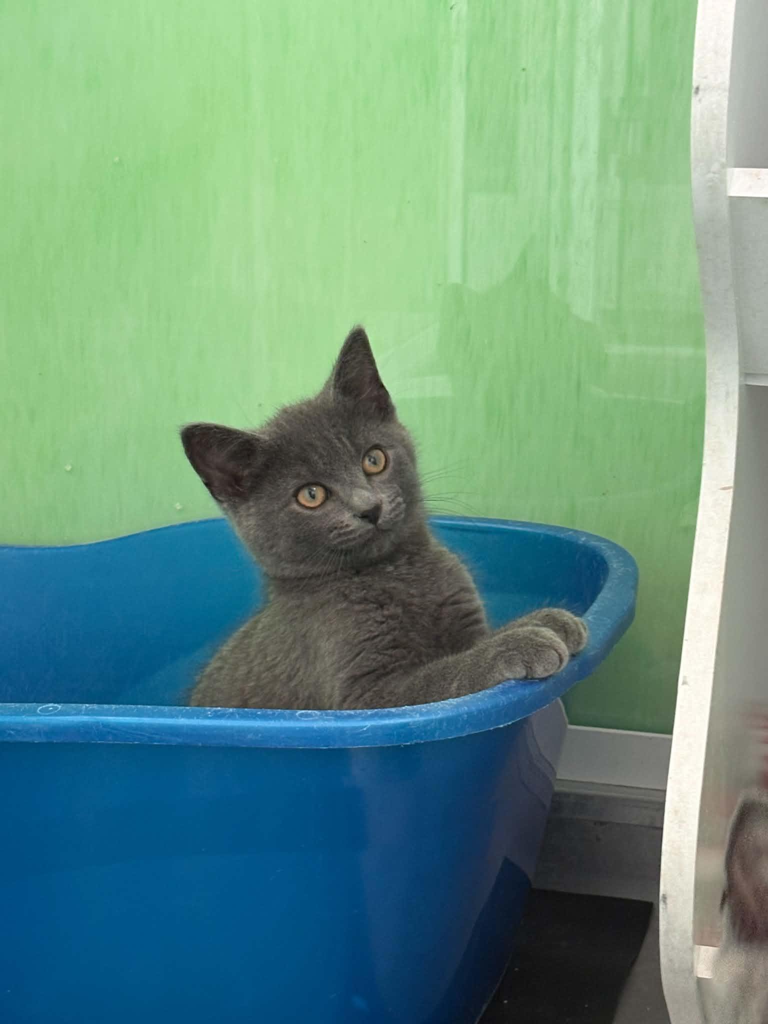Enlarge Peter Brady, a ADOPTABLE American Shorthair in Barboursville, WV image 1/2