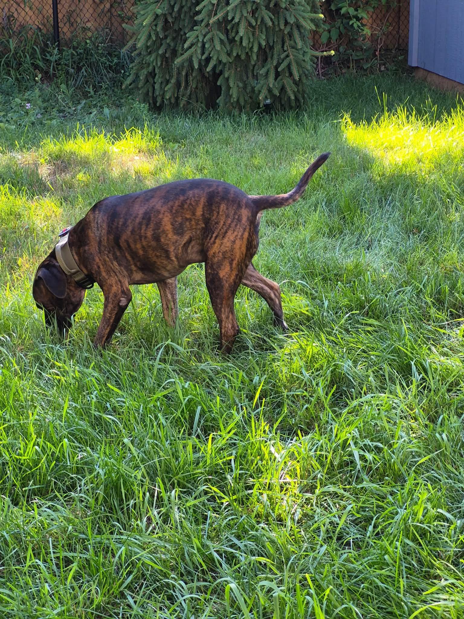Enlarge Zepole, an adoptable mixed breed in Woodstock, ON image 3/4
