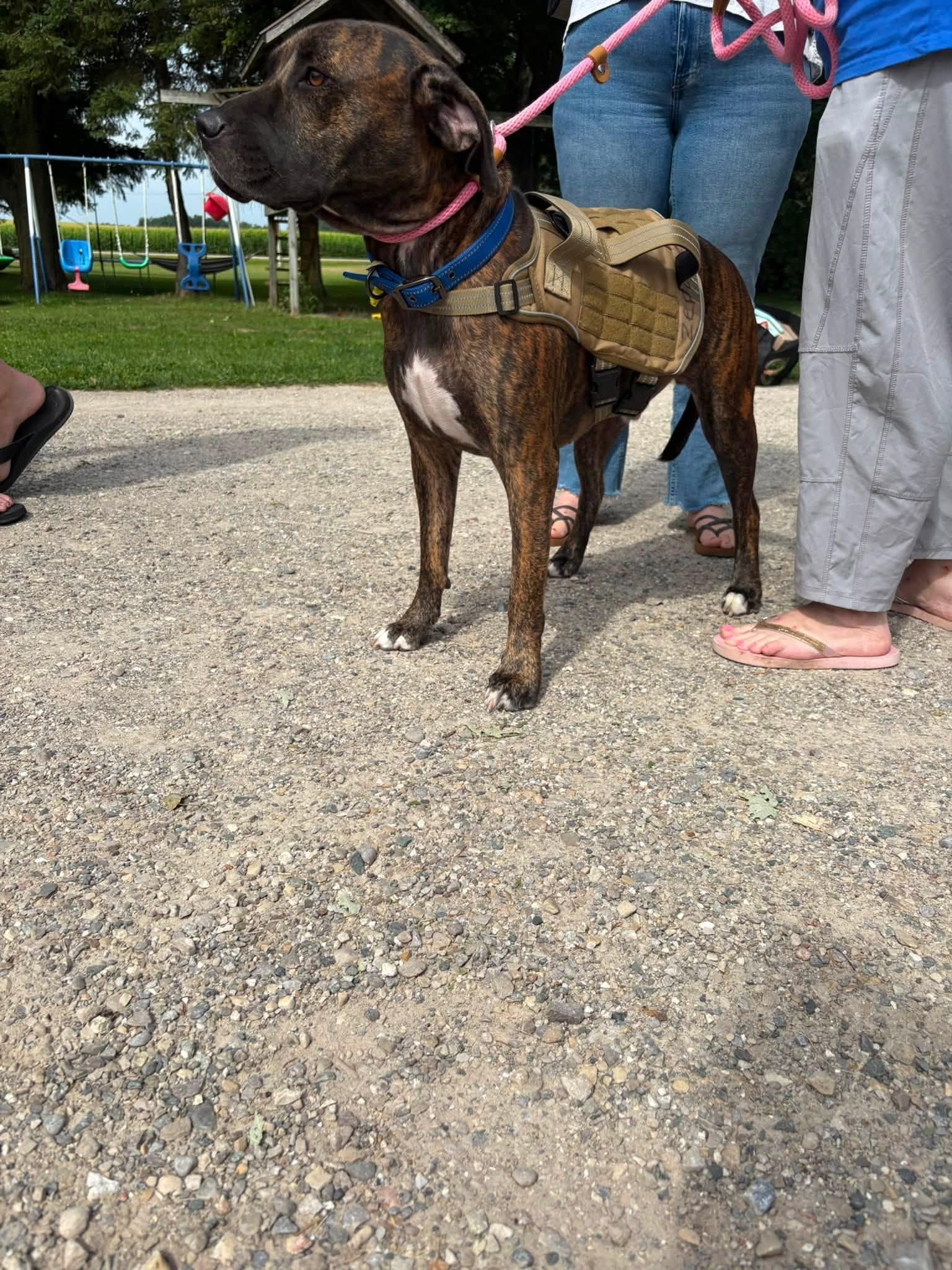Enlarge Zepole, an adoptable mixed breed in Woodstock, ON image 4/4