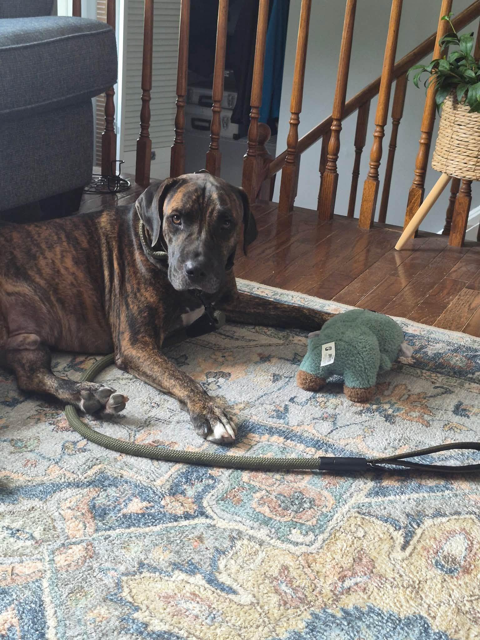 Enlarge Zepole, an adoptable mixed breed in Woodstock, ON image 2/4