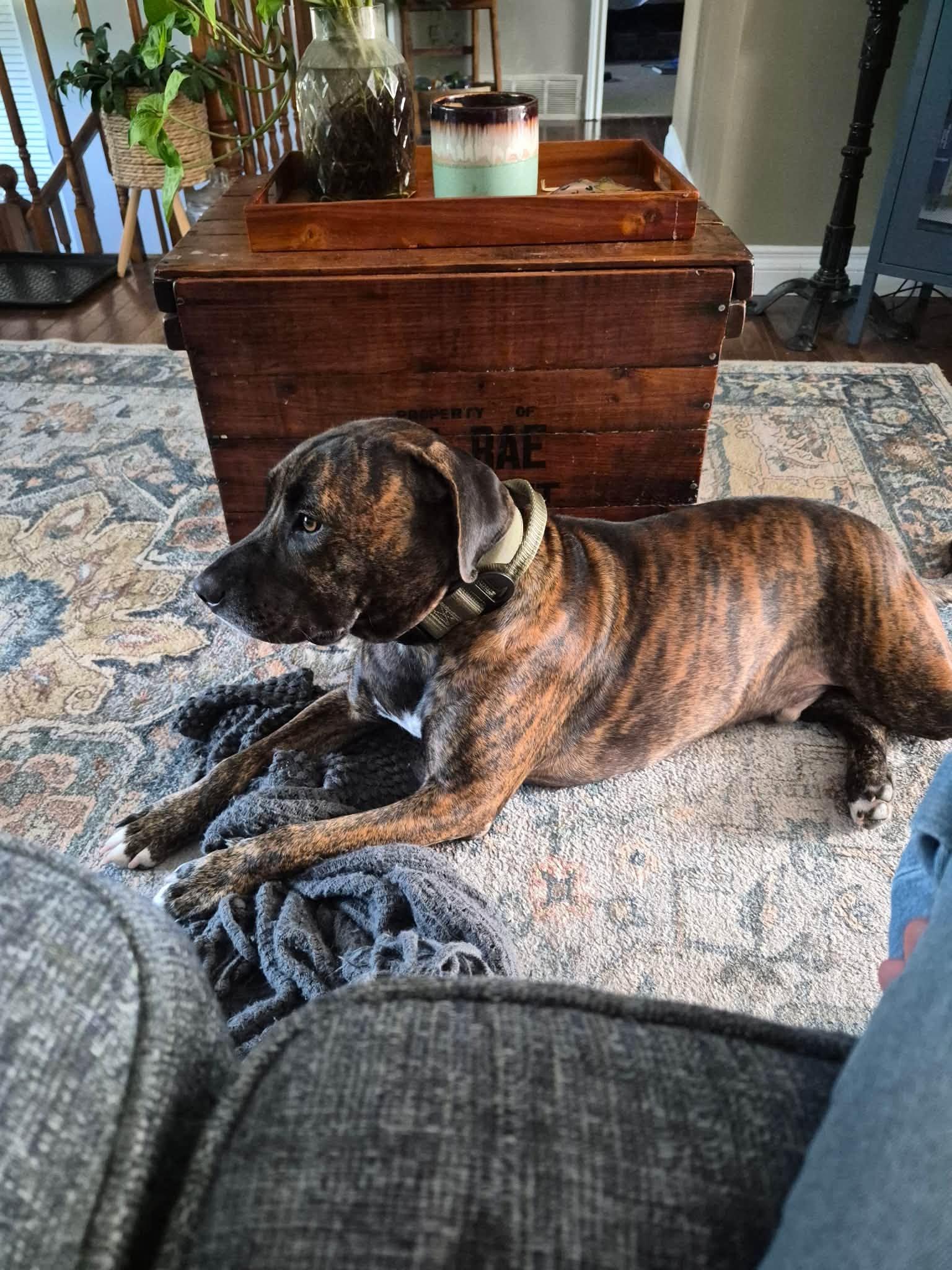 Zepole, adoptable, Young Male American Bulldog & Labrador Retriever.