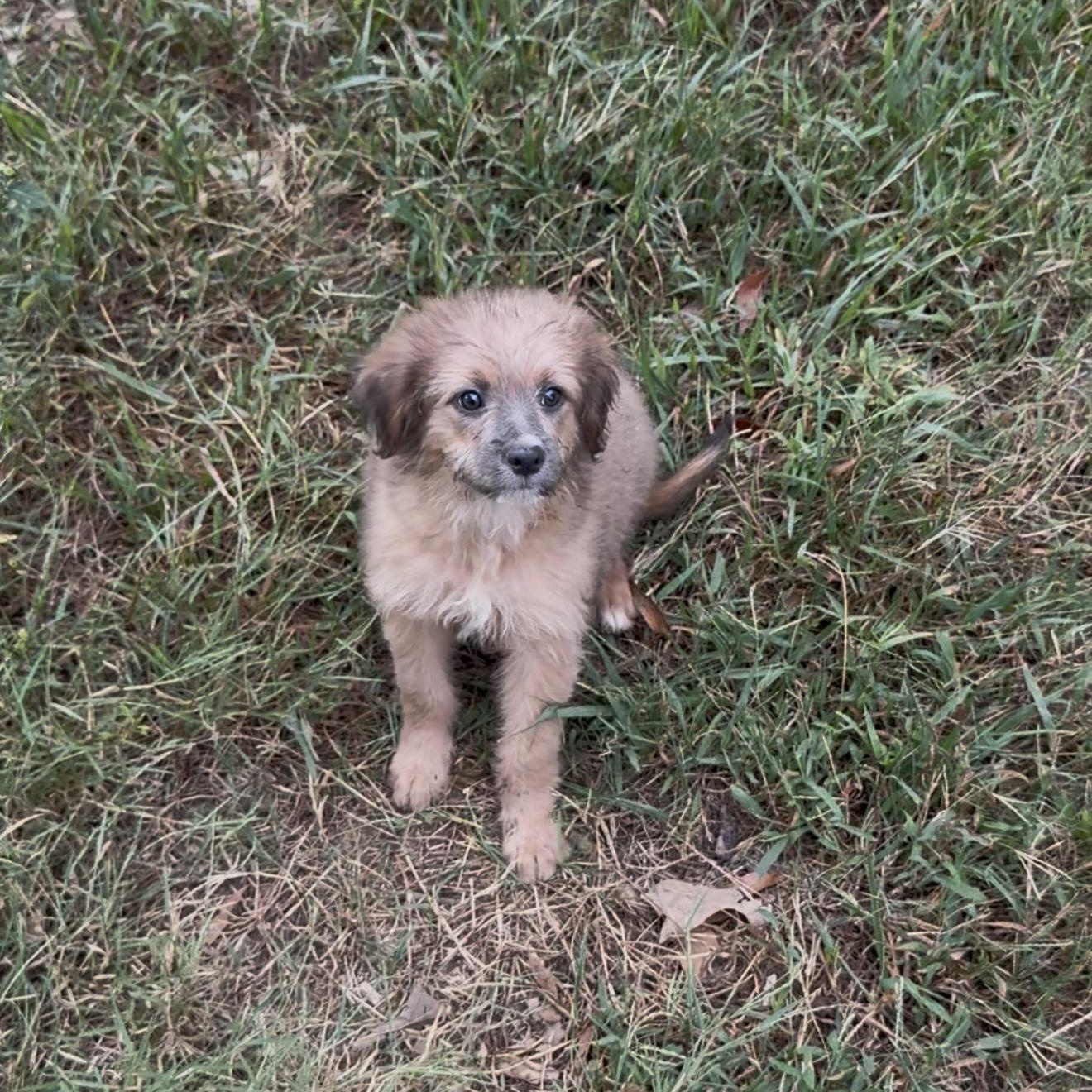 Enlarge Brioche, a Adoptable mixed breed in Allentown, PA image 4/6