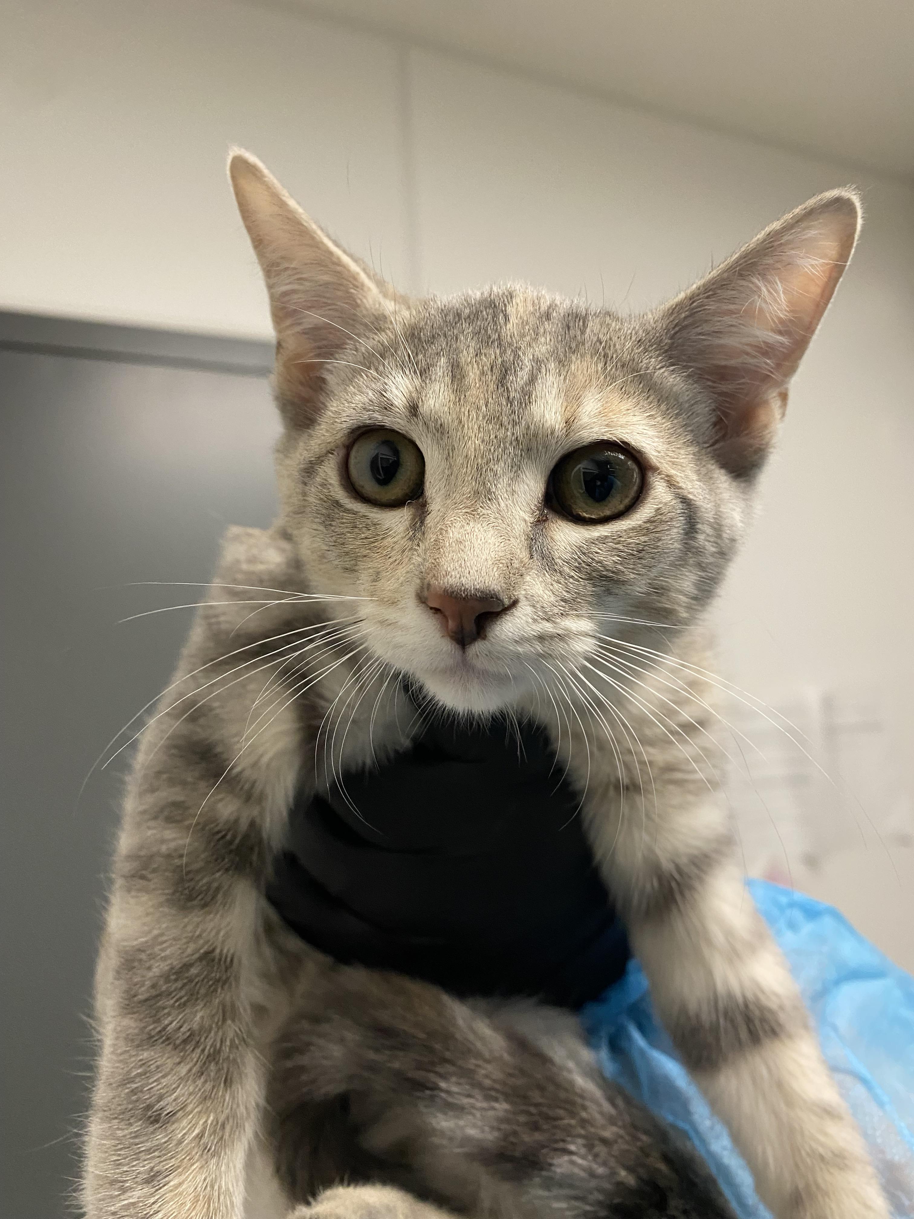 Chickie, Adoptable, Kitten Female Domestic Short Hair.
