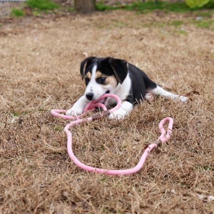 Enlarge Rolo, a Adoptable mixed breed in Dahlonega, GA image 1/3
