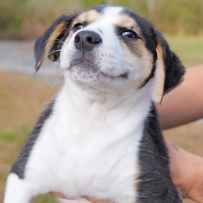 Enlarge Rolo, a Adoptable mixed breed in Dahlonega, GA image 2/3