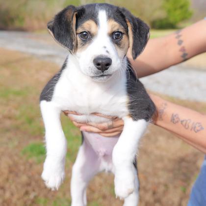 Enlarge Rolo, a Adoptable mixed breed in Dahlonega, GA image 3/3