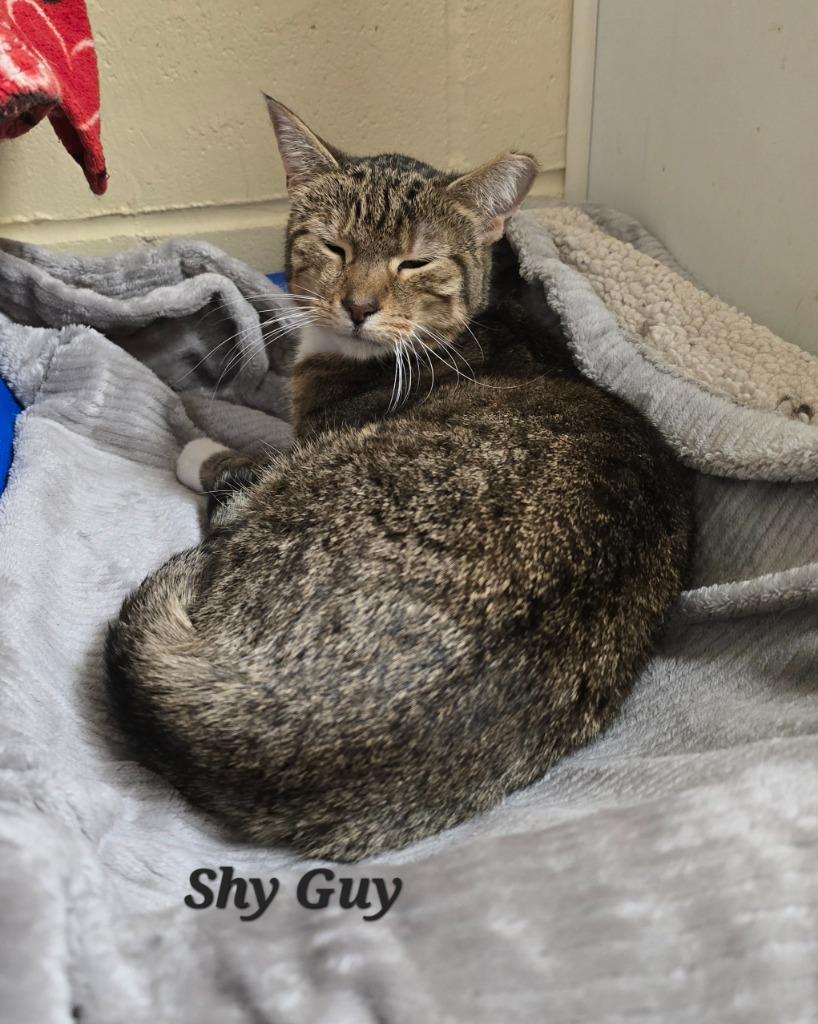 Enlarge Shy Guy, a Adoptable mixed breed in Cedar Rapids, IA image 1/2