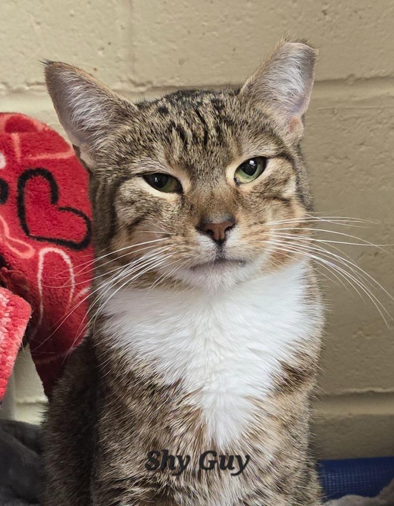 Enlarge Shy Guy, a Adoptable mixed breed in Cedar Rapids, IA image 2/2