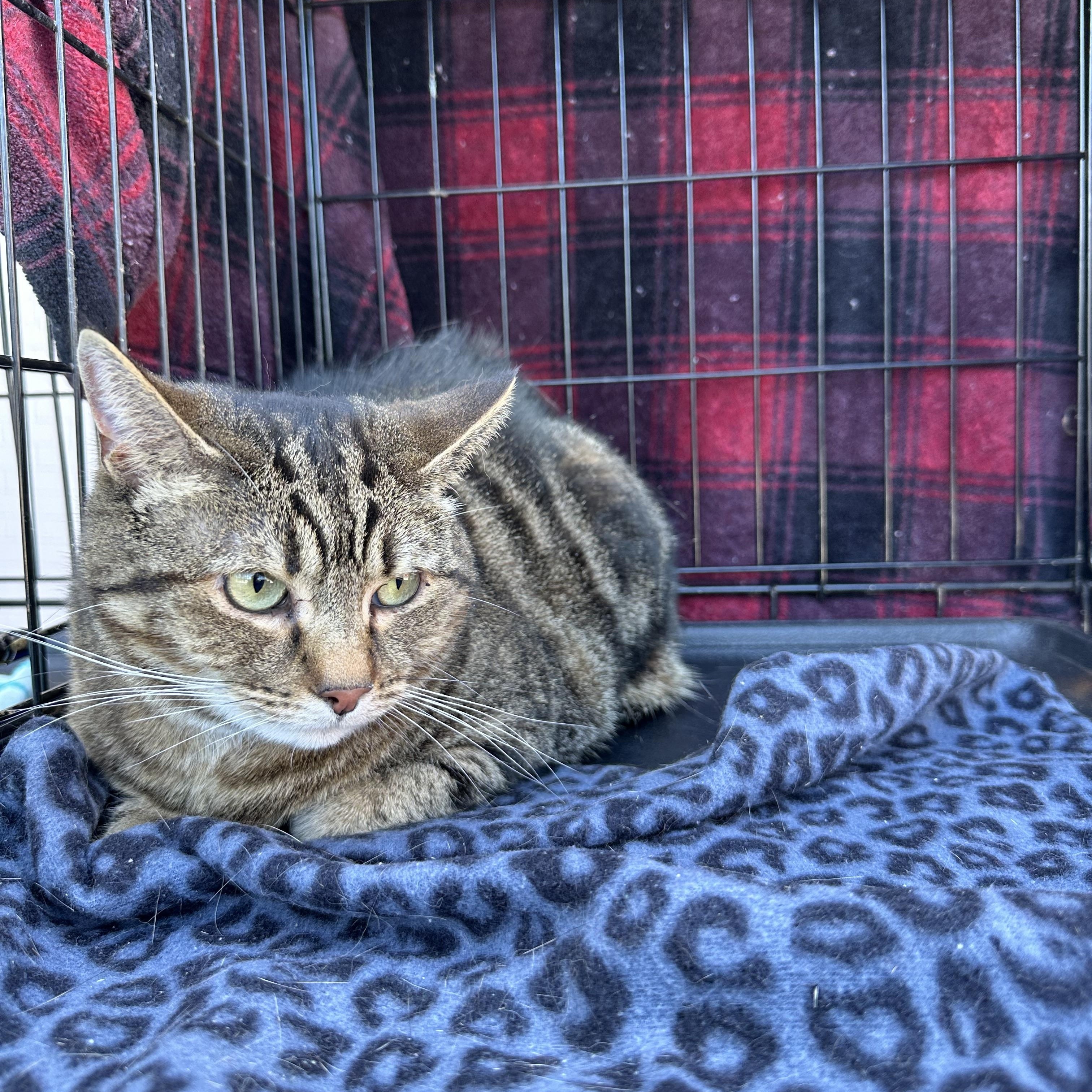 Blaze, a Adoptable Domestic Short Hair in Easley, SC image 2/4