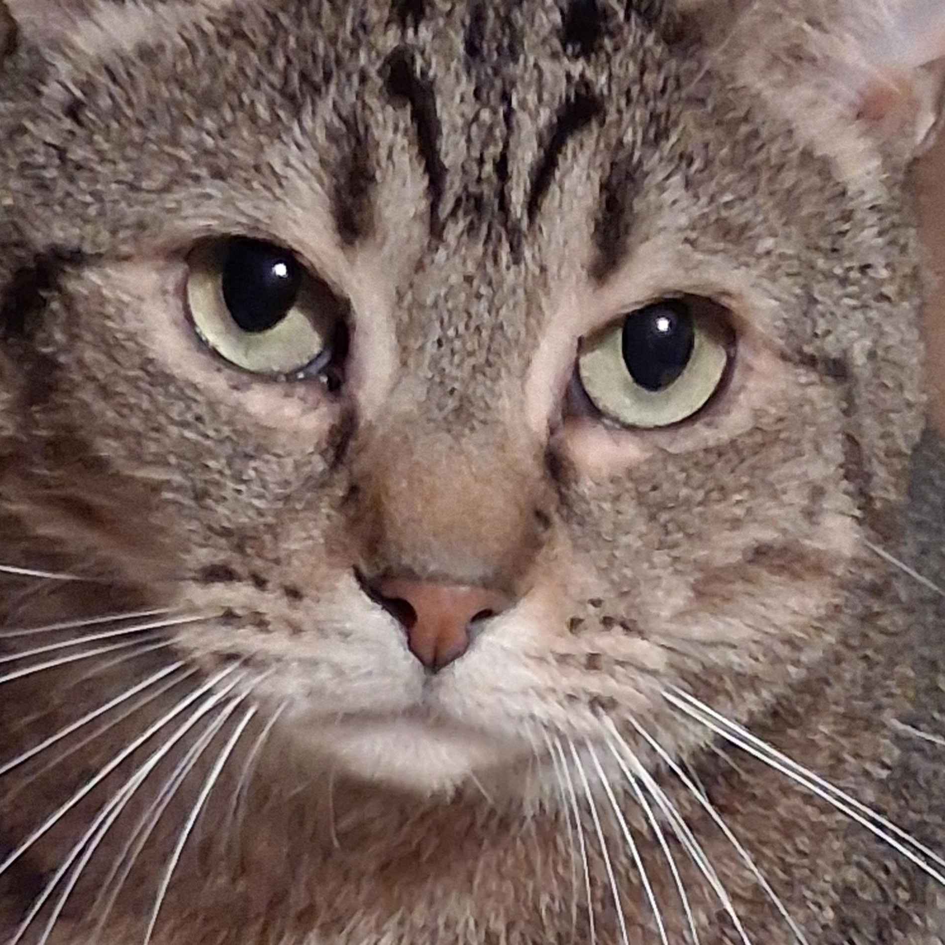 Blaze, a Adoptable Domestic Short Hair in Easley, SC image 1/4