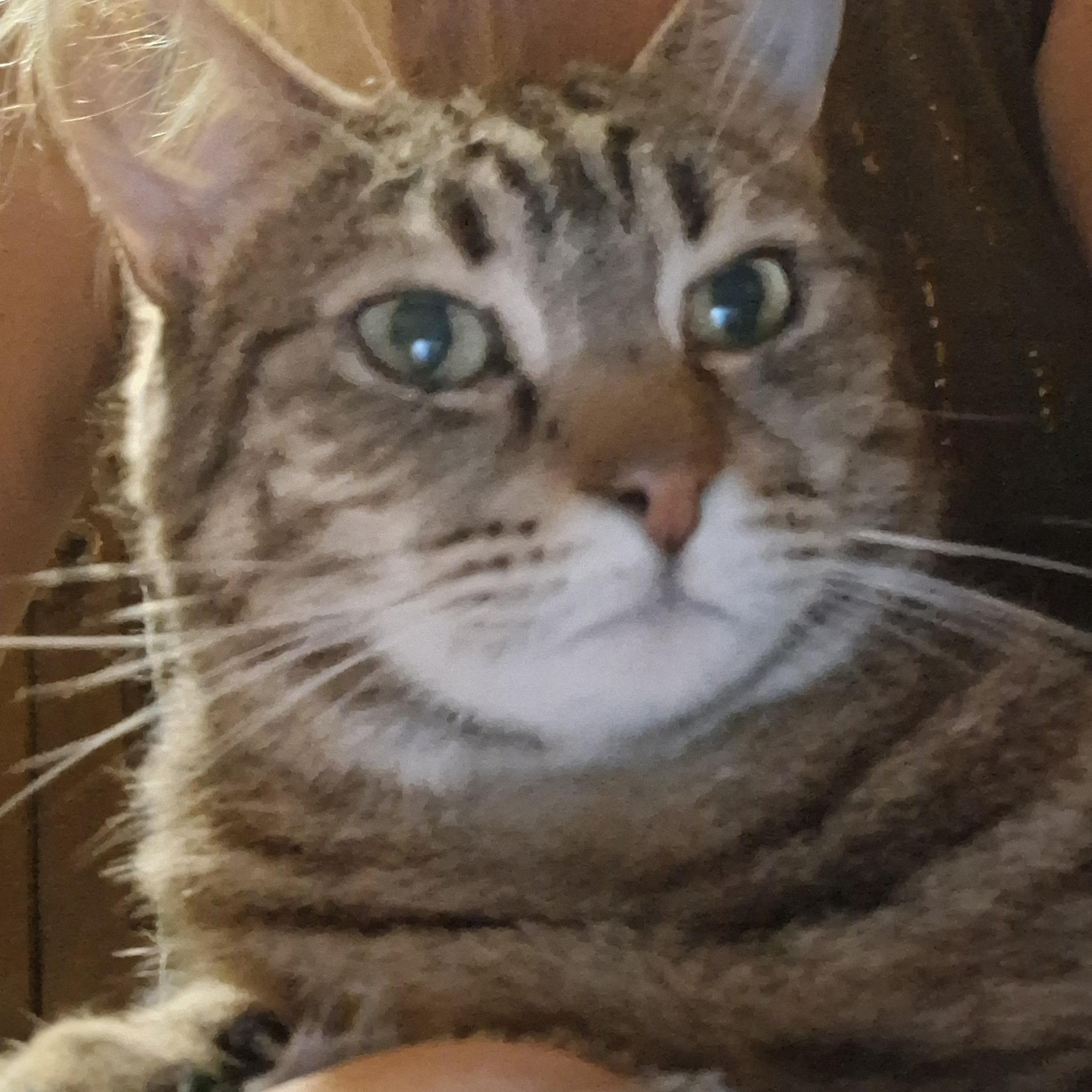 Blaze, a Adoptable Domestic Short Hair in Easley, SC image 4/4