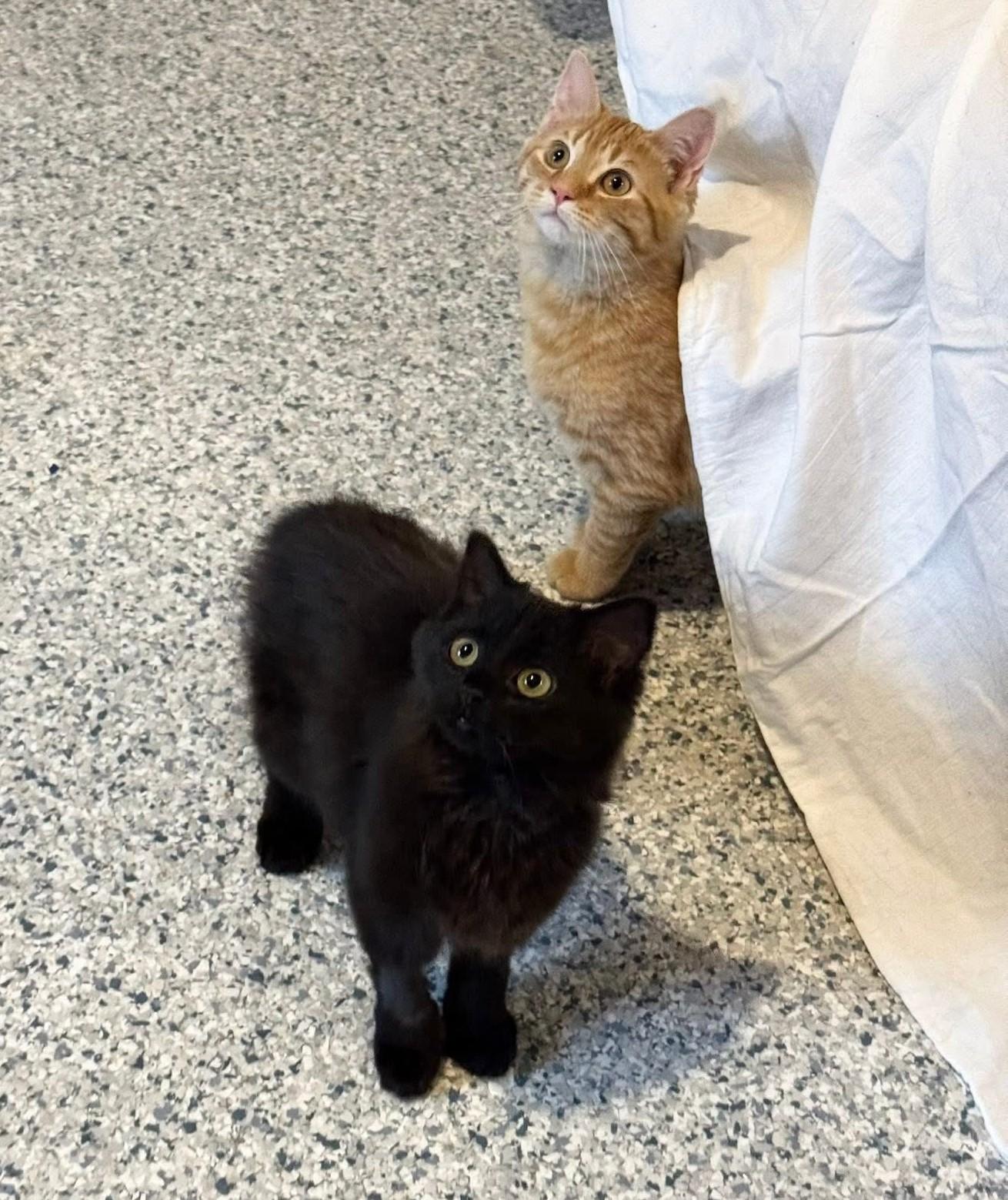 Enlarge Casella & Scrappy, a ADOPTABLE Domestic Short Hair in Kennebunk , ME image 2/4