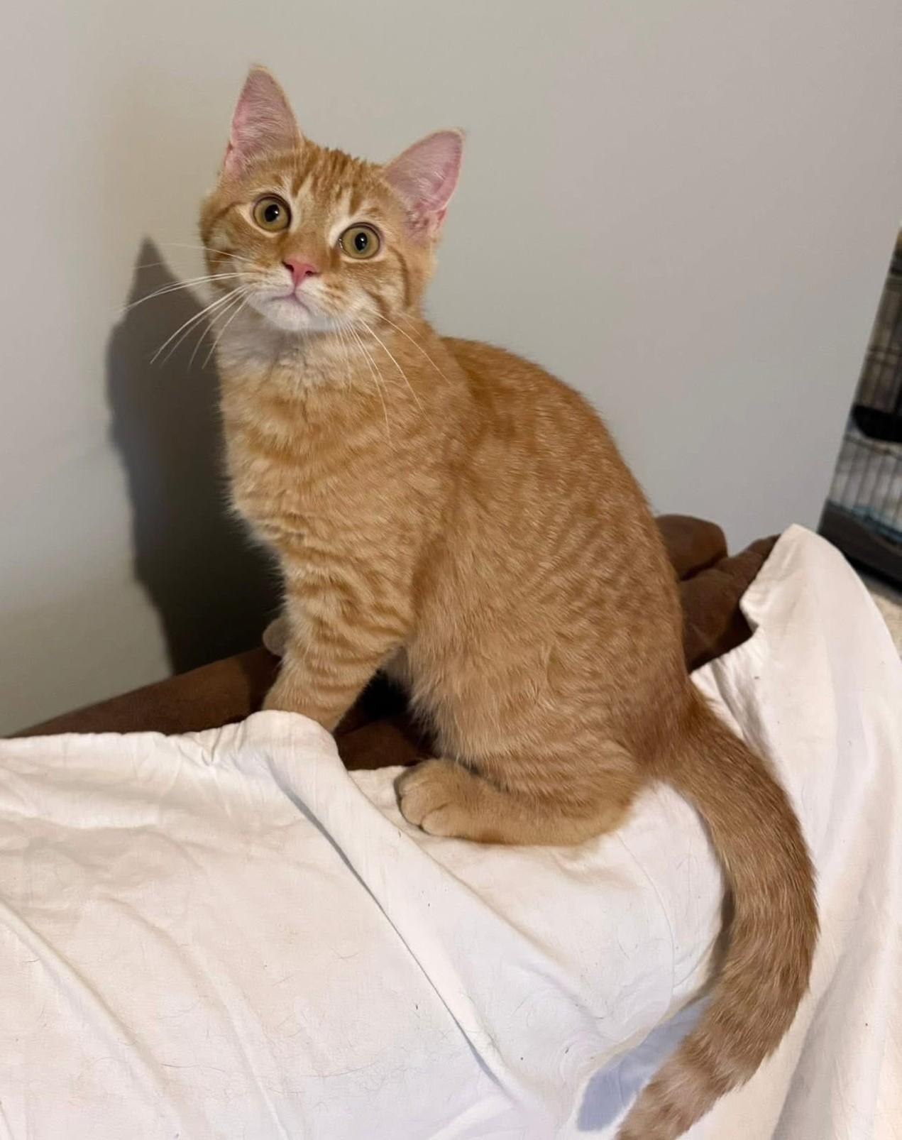 Enlarge Casella & Scrappy, a ADOPTABLE Domestic Short Hair in Kennebunk , ME image 3/4