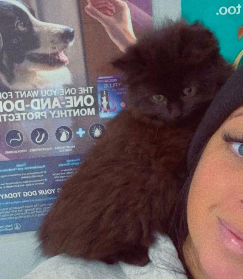 Enlarge Casella & Scrappy, a ADOPTABLE Domestic Short Hair in Kennebunk , ME image 4/4