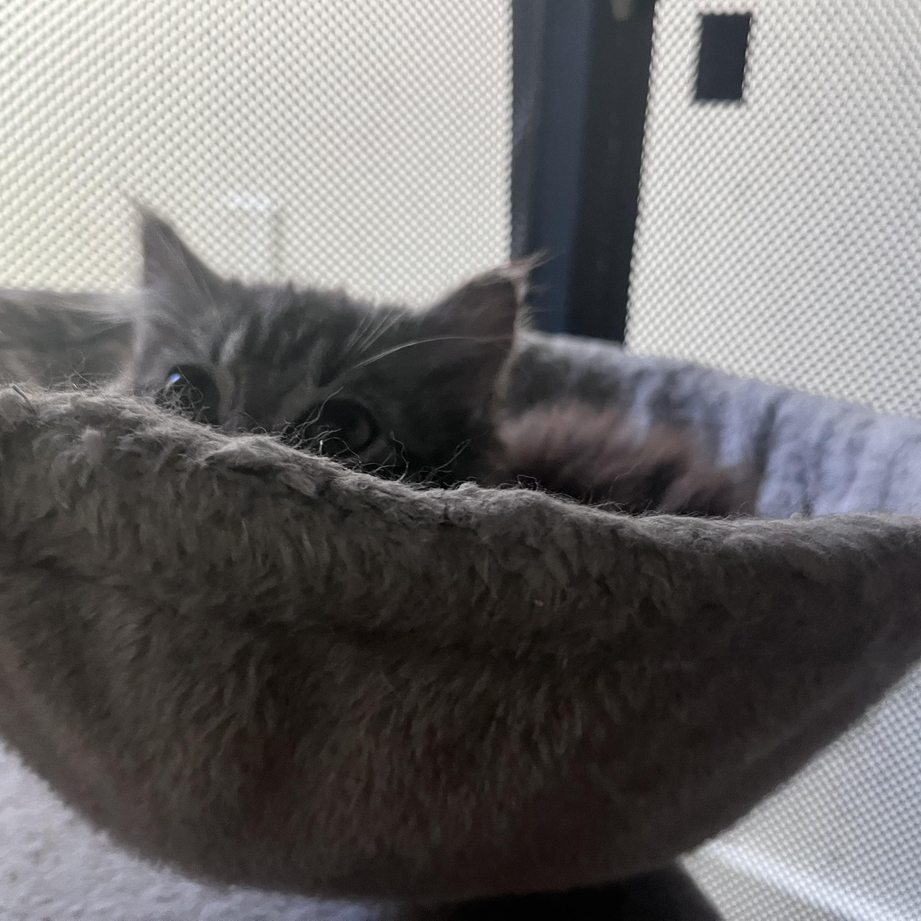 Enlarge Twinkle Toes, a ADOPTABLE Domestic Long Hair in North Haven, CT image 2/3