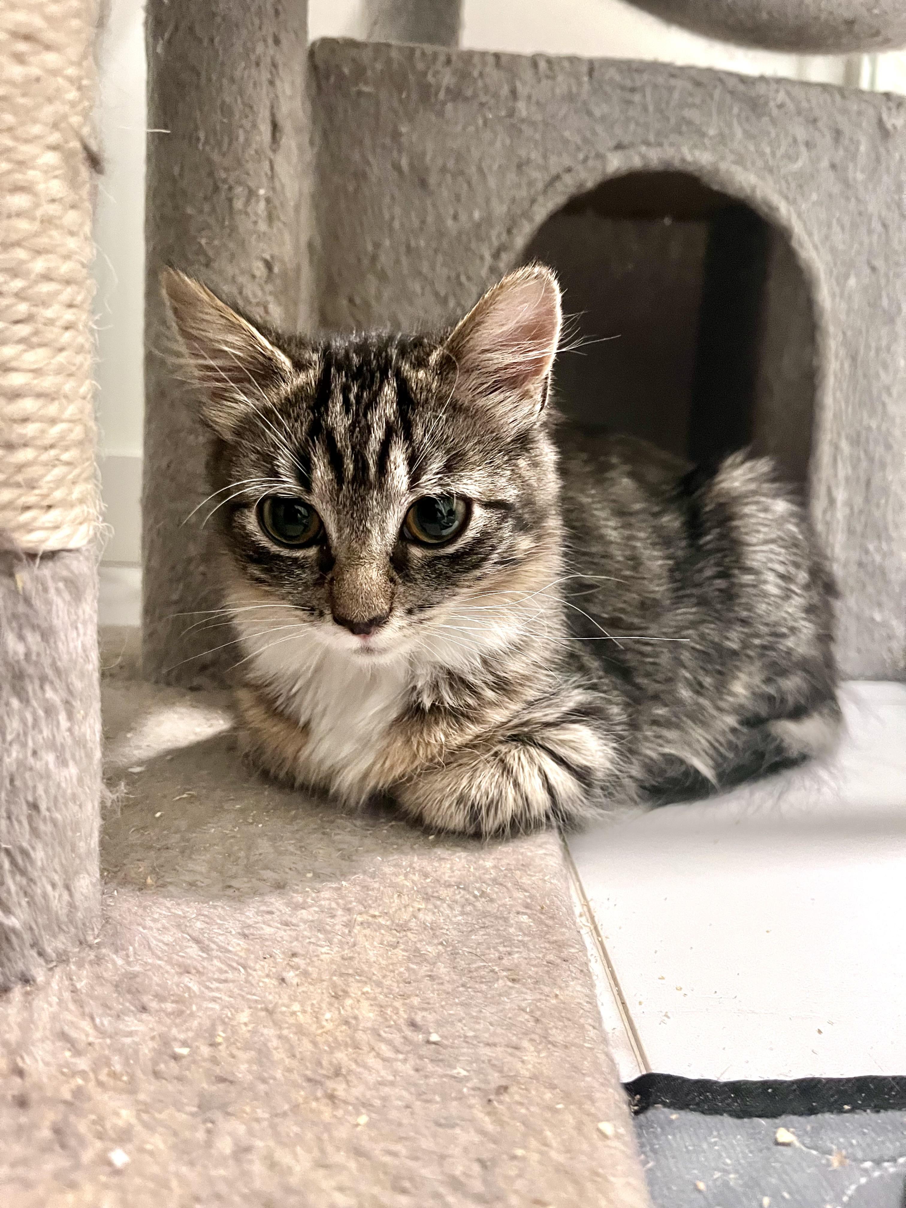Enlarge Twinkle Toes, a ADOPTABLE Domestic Long Hair in North Haven, CT image 4/6