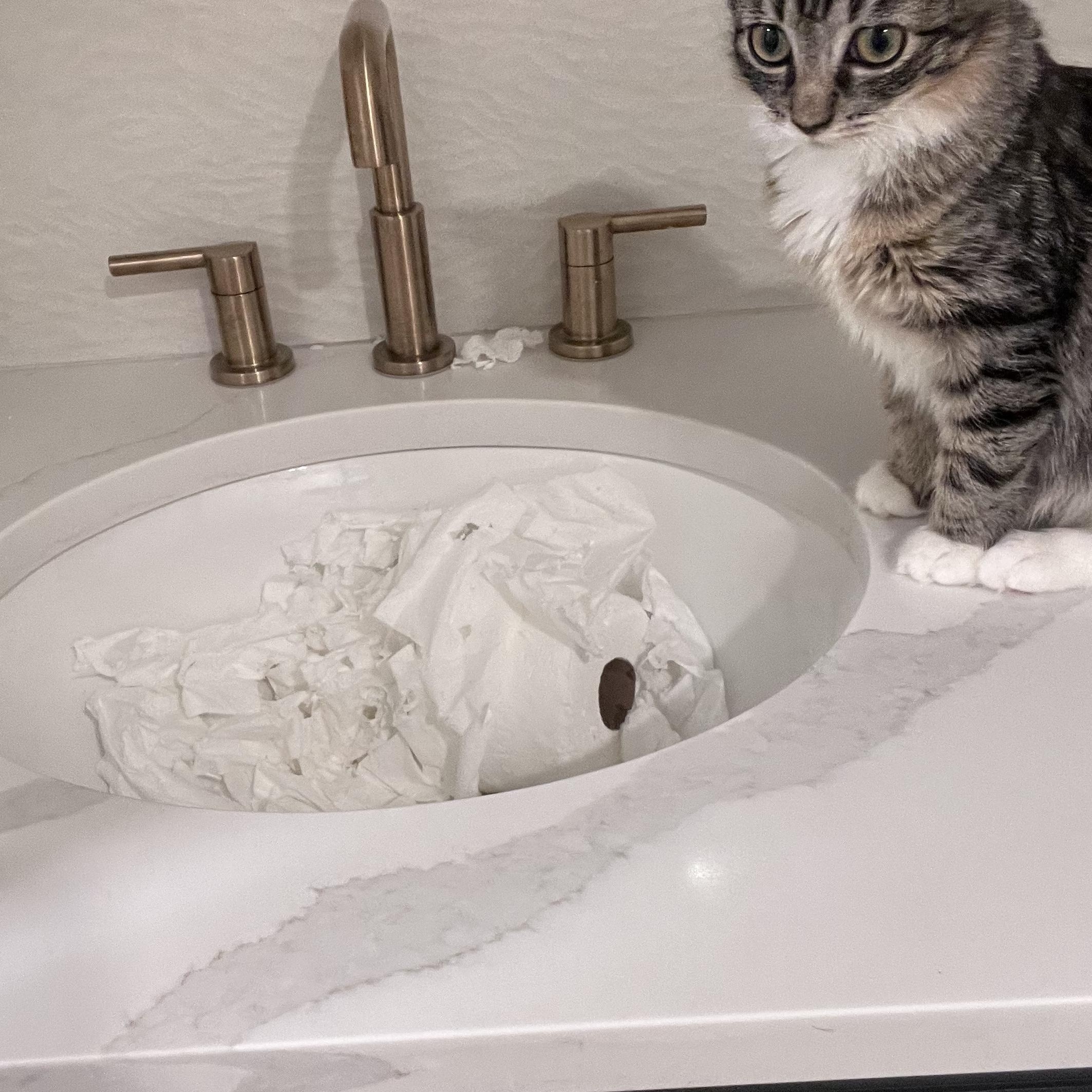 Enlarge Twinkle Toes, a ADOPTABLE Domestic Long Hair in North Haven, CT image 2/6