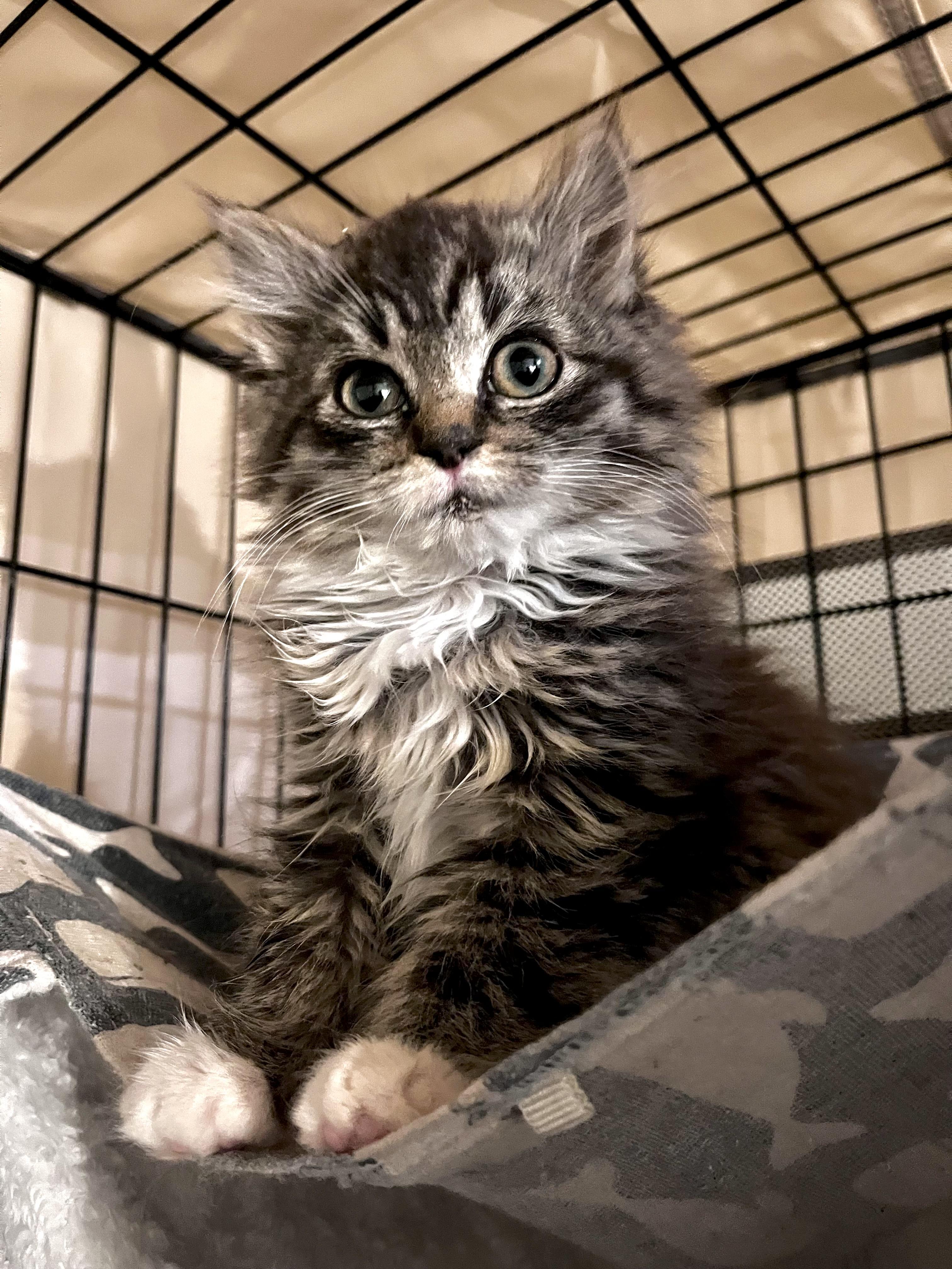 Twinkle Toes, ADOPTABLE, Kitten Female Domestic Long Hair.