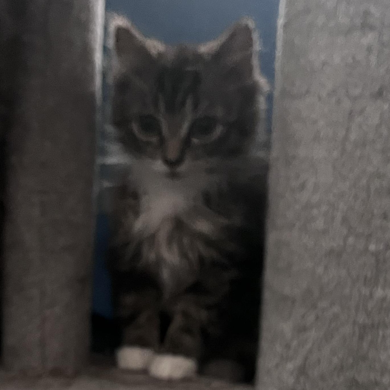 Enlarge Twinkle Toes, a ADOPTABLE Domestic Long Hair in North Haven, CT image 3/3