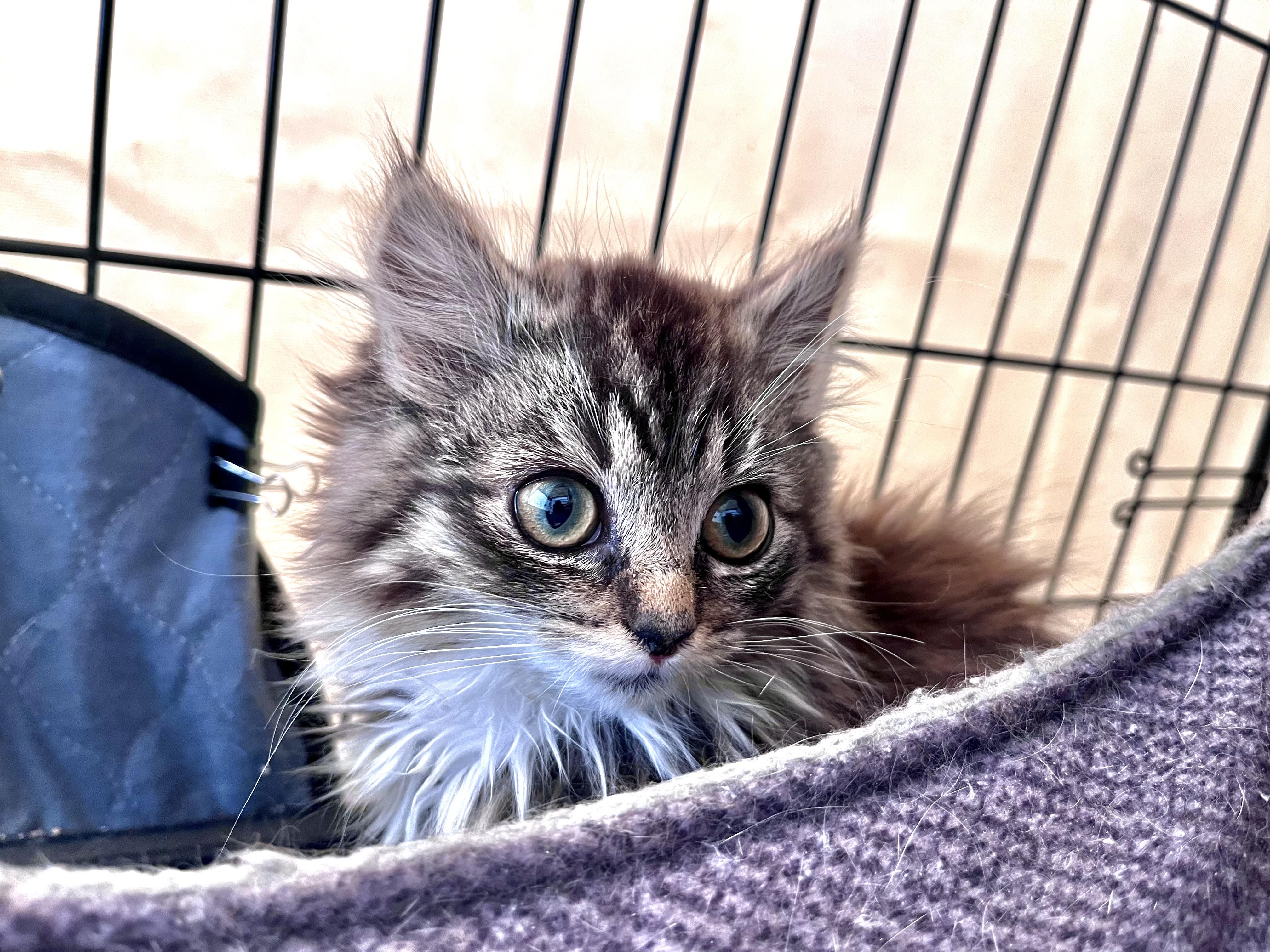 Enlarge Twinkle Toes, a ADOPTABLE Domestic Long Hair in North Haven, CT image 6/6