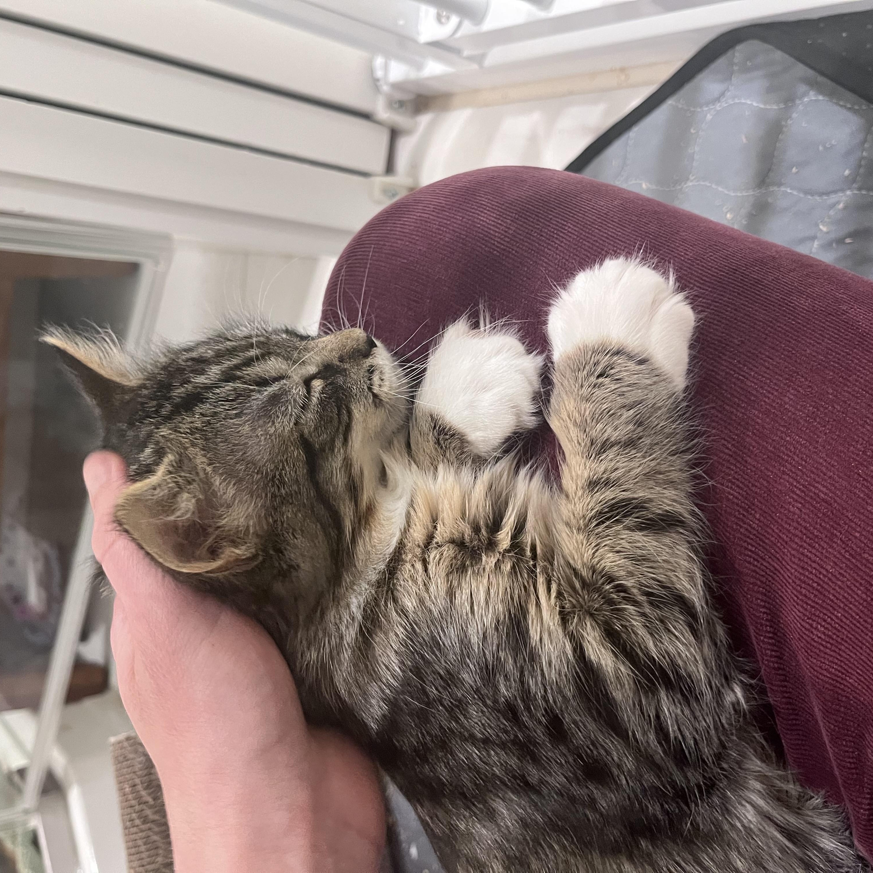 Enlarge Twinkle Toes, a ADOPTABLE Domestic Long Hair in North Haven, CT image 3/6