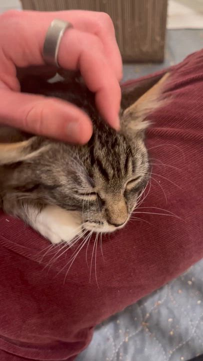 Enlarge Twinkle Toes, a ADOPTABLE Domestic Long Hair in North Haven, CT video 5/6