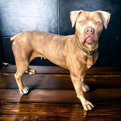 Sheba, a Adoptable mixed breed in Cumberland, MD image 1/3