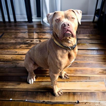 Sheba, a Adoptable mixed breed in Cumberland, MD image 2/3