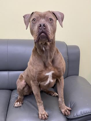 Sheba, a Adoptable mixed breed in Cumberland, MD image 3/3