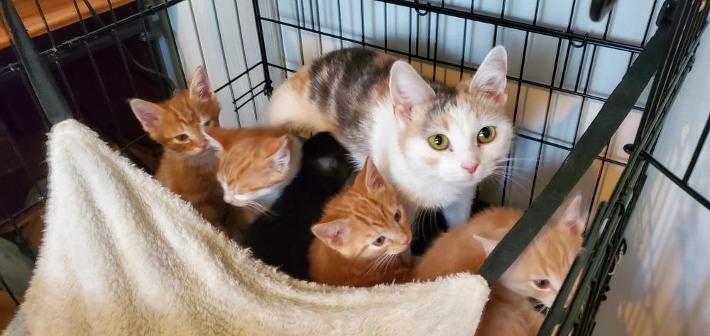 Enlarge Mama, a Adoptable Domestic Short Hair in Richmond, IN image 1/1