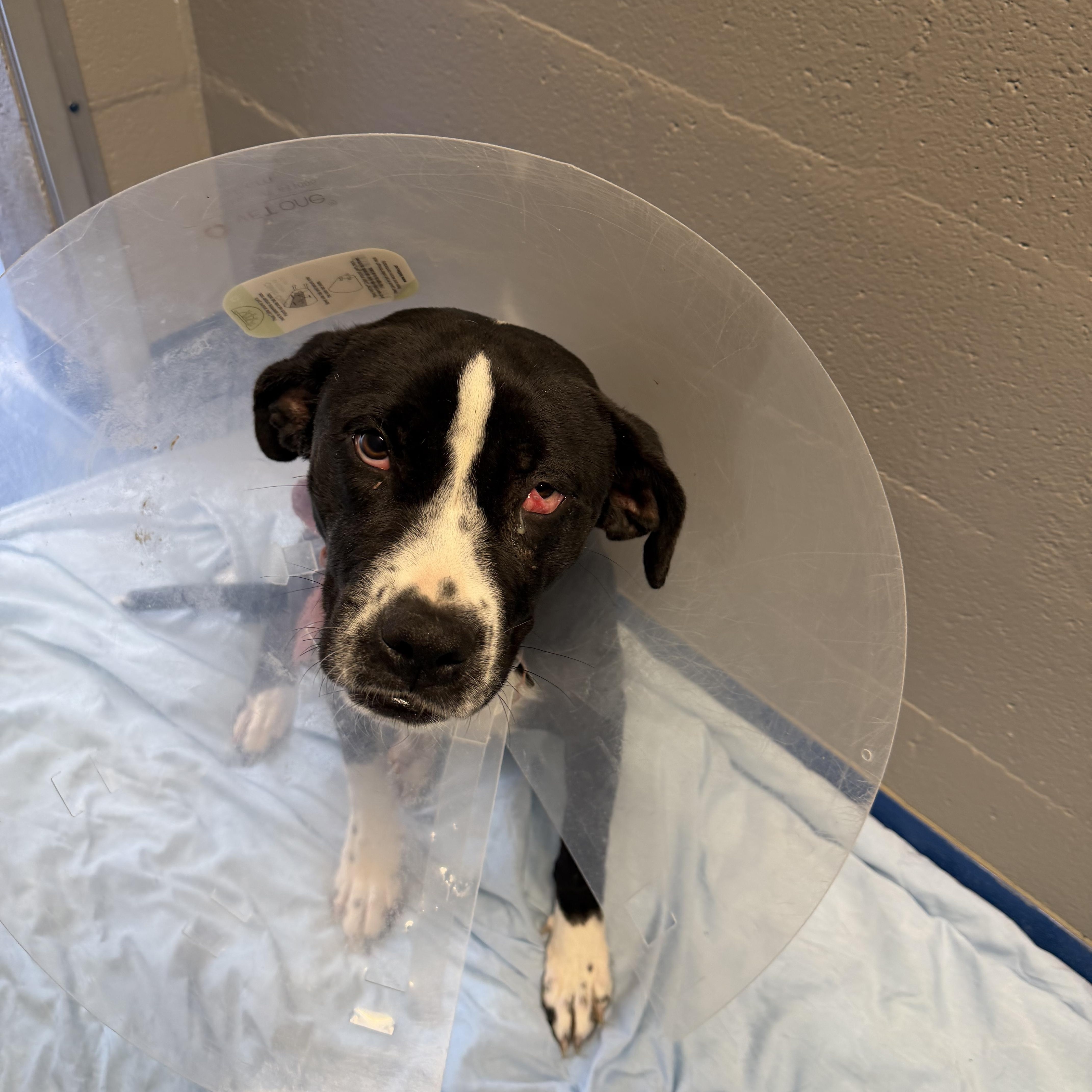 Enlarge Posy, a ADOPTABLE mixed breed in Lancaster, SC image 1/3