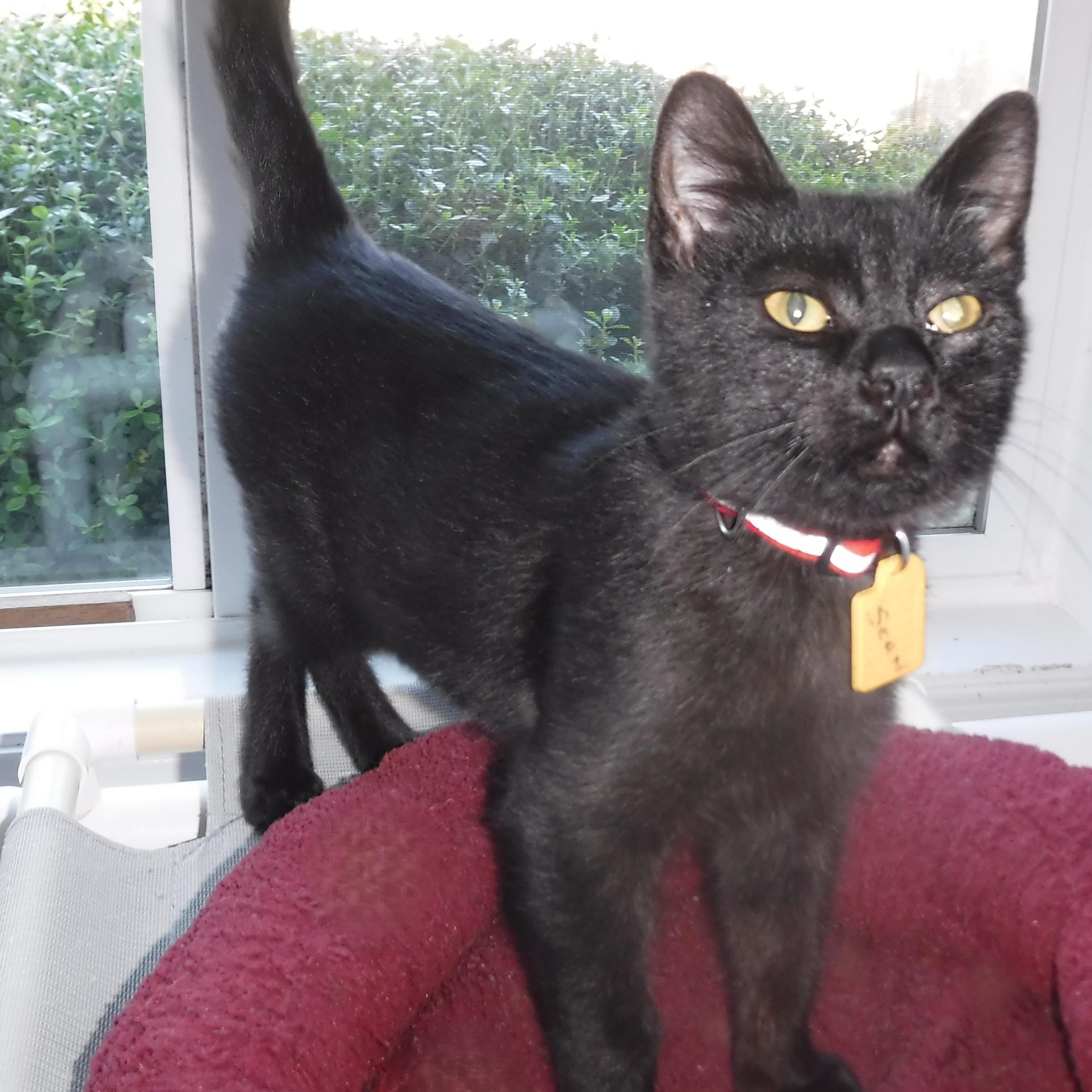 Enlarge Sean - Slightly Special Needs, a Adoptable mixed breed in Hoquiam, WA image 1/5