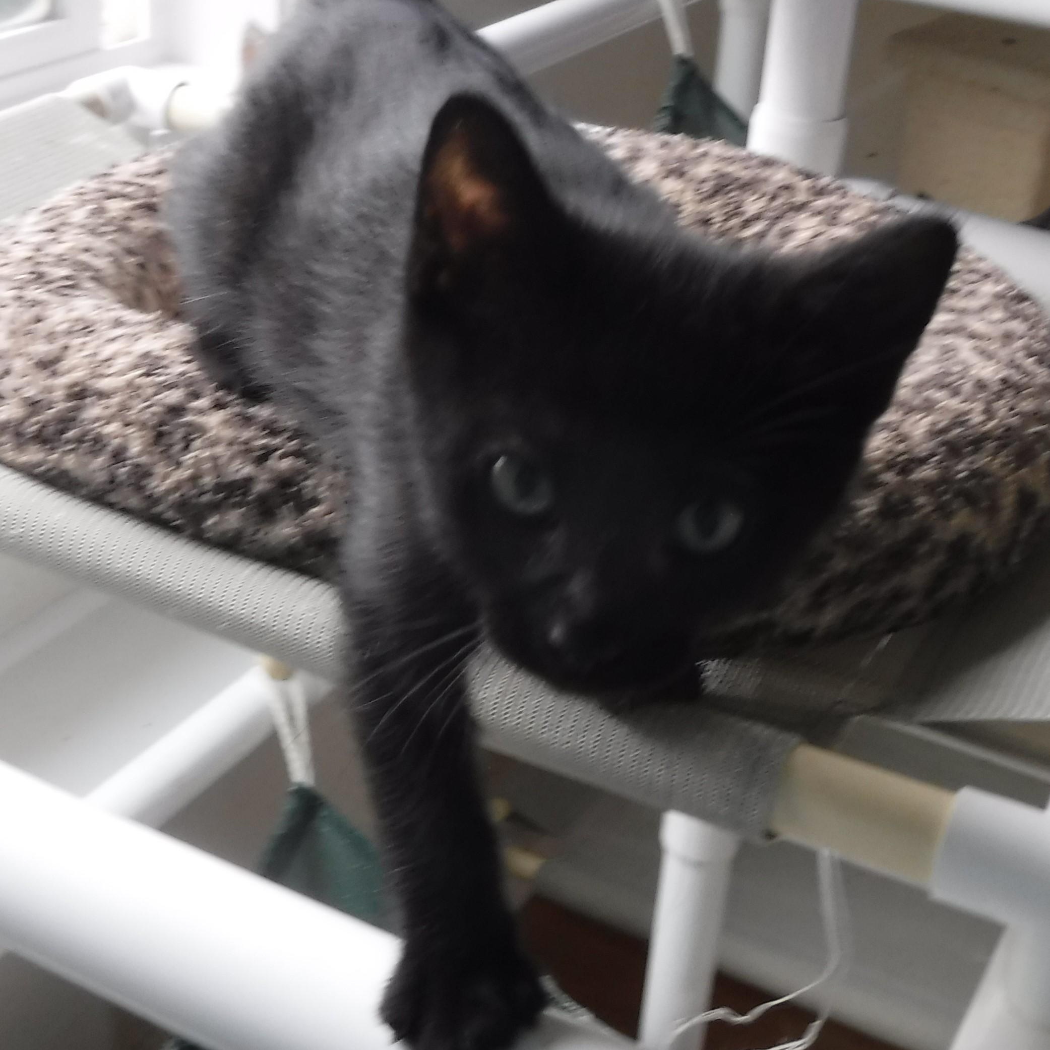 Enlarge Sean - Slightly Special Needs, a Adoptable mixed breed in Hoquiam, WA image 4/5