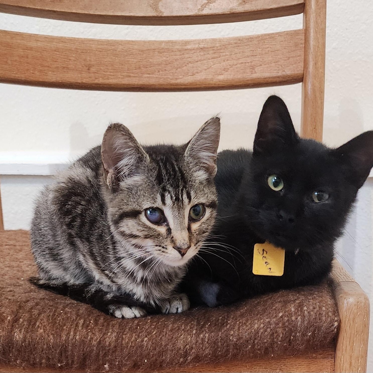 Enlarge Sean - Slightly Special Needs, a Adoptable mixed breed in Hoquiam, WA image 3/5