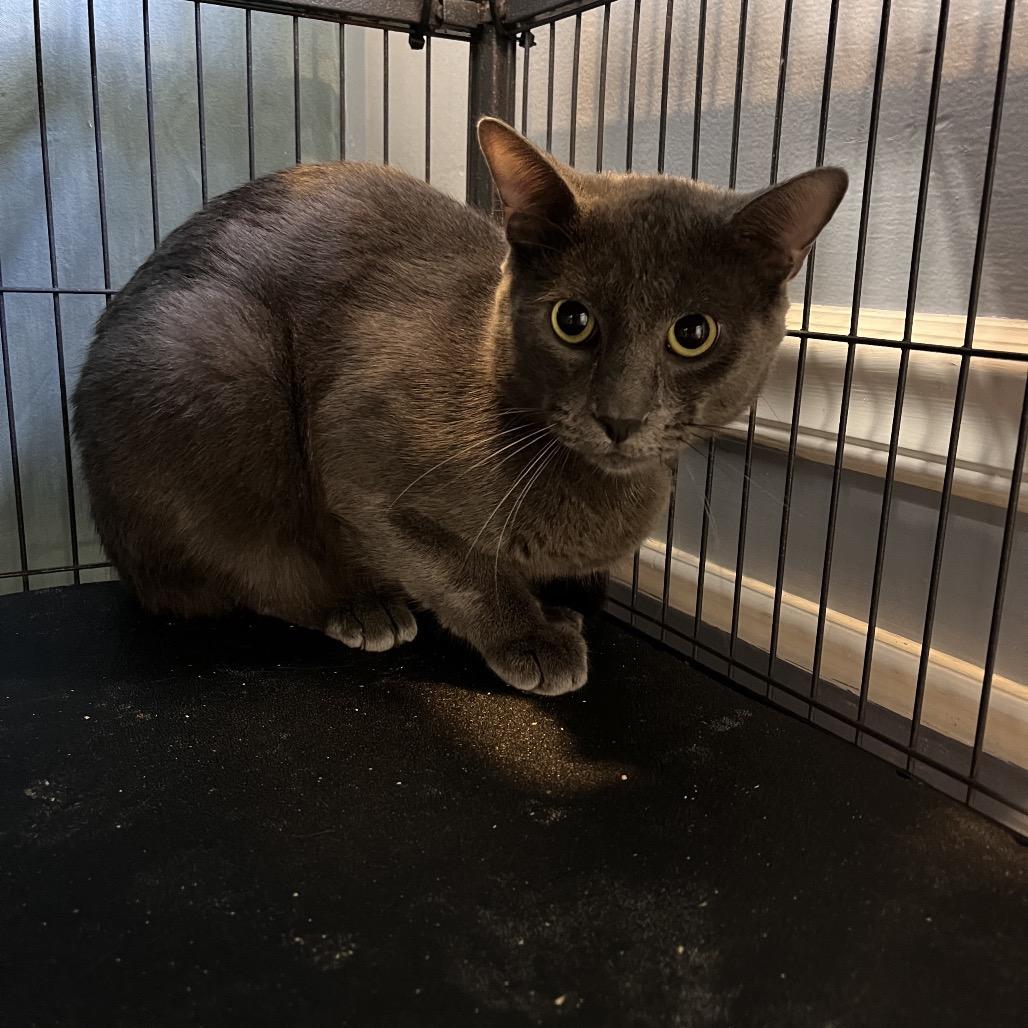 Simba — thumbnail 2