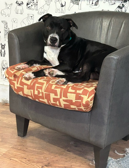 Melly, an adoptable Labrador Retriever, American Bully in Winhall, VT, 05340 | Photo Image 3