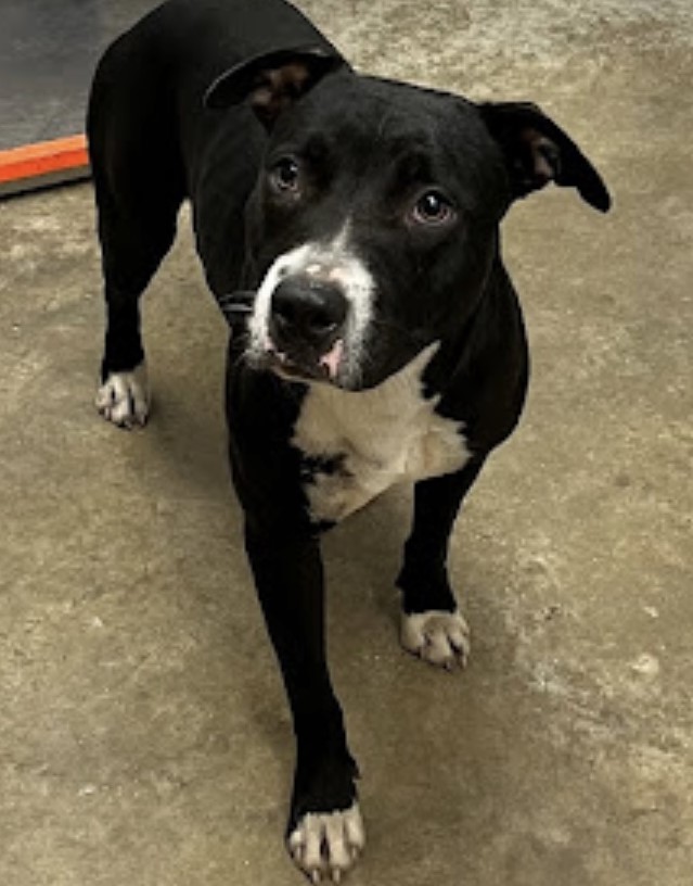 Melly, an adoptable Labrador Retriever, American Bully in Winhall, VT, 05340 | Photo Image 2