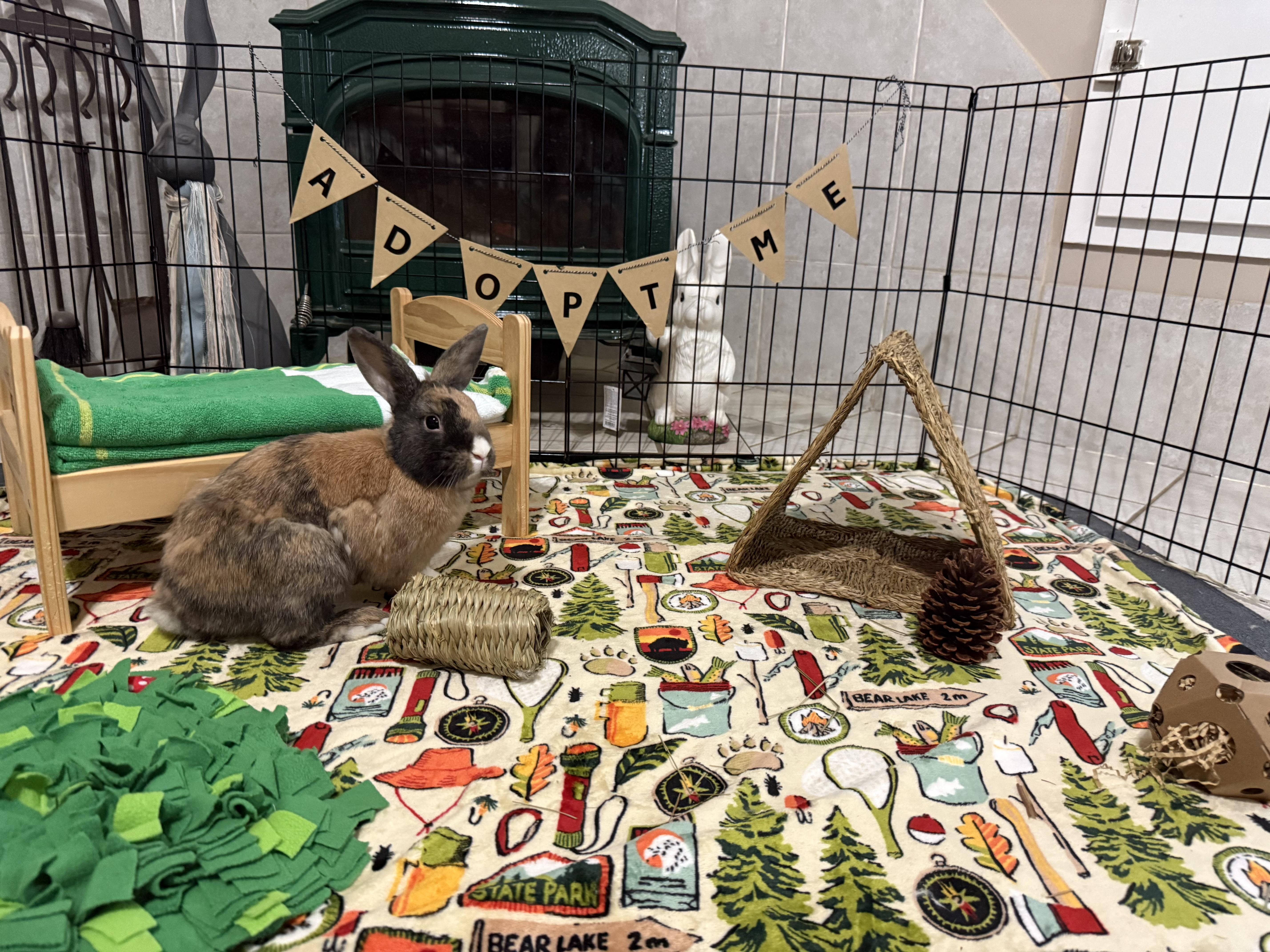 Fabio, adopted, Adult Male Harlequin.