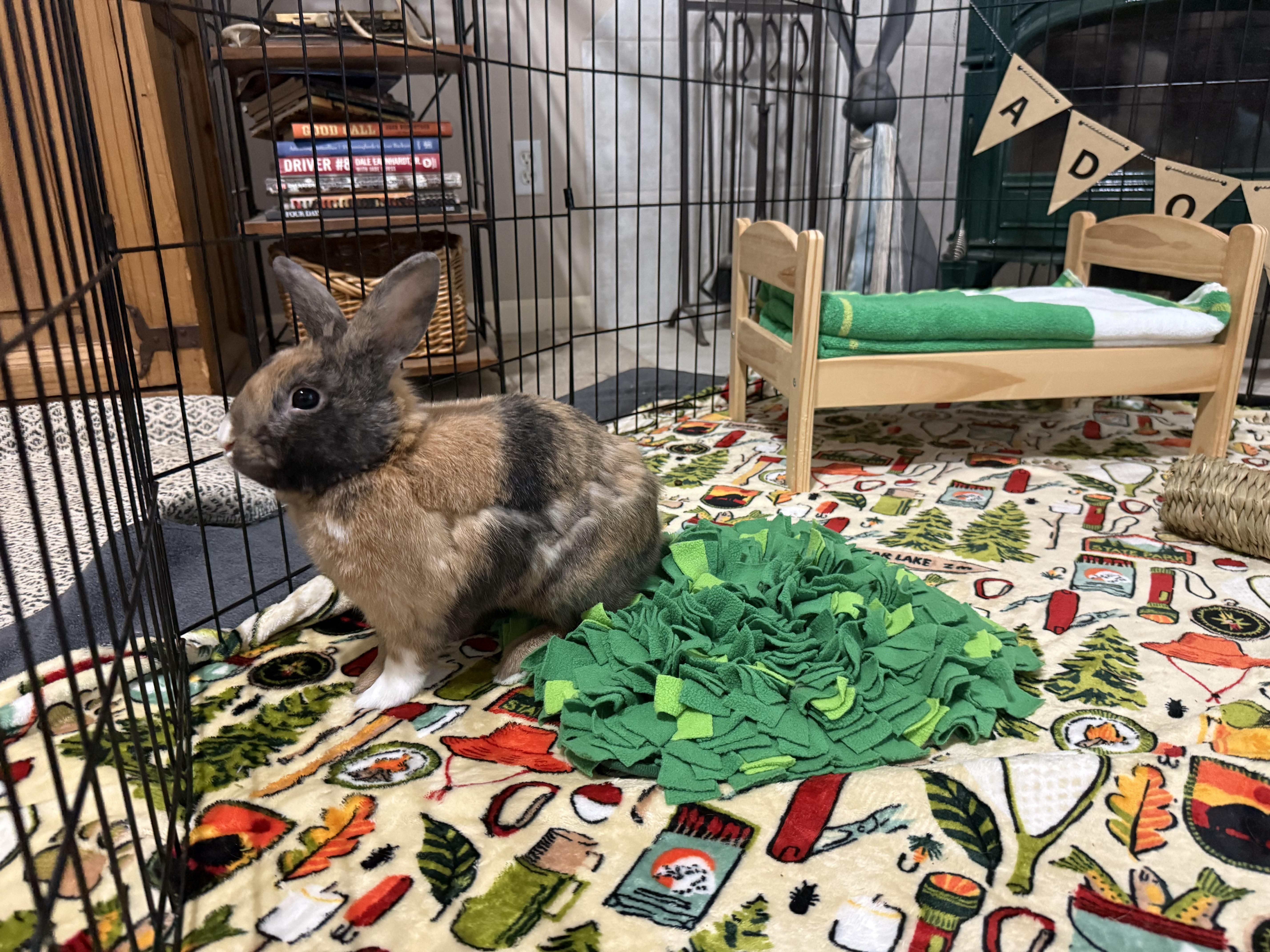 Fabio, an adopted Harlequin in Little Rock, AR image 3/5