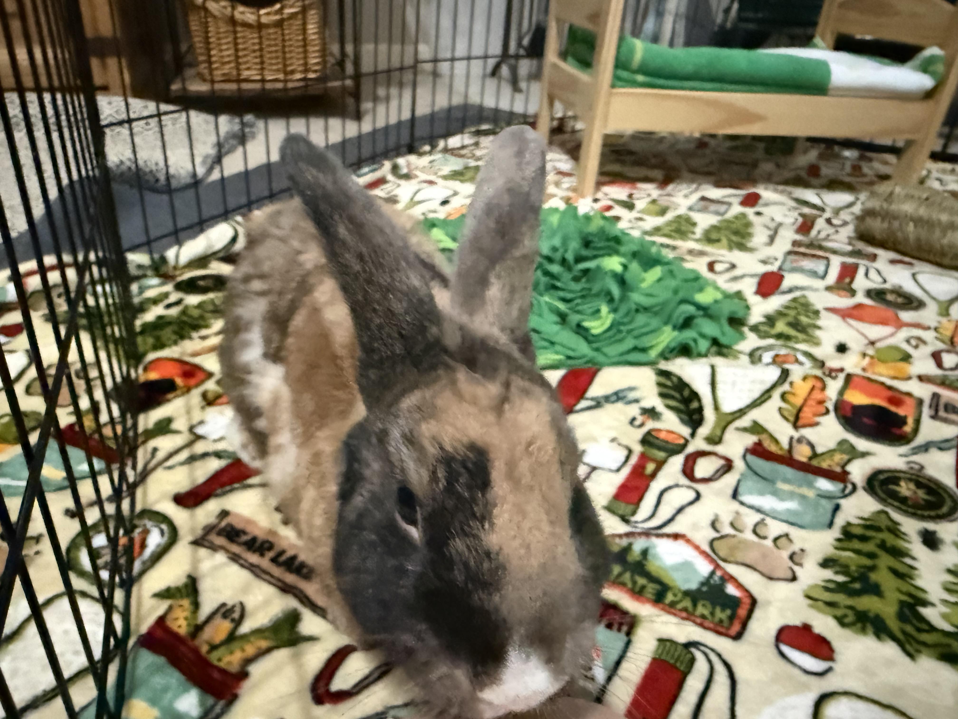 Fabio, an adopted Harlequin in Little Rock, AR image 2/5