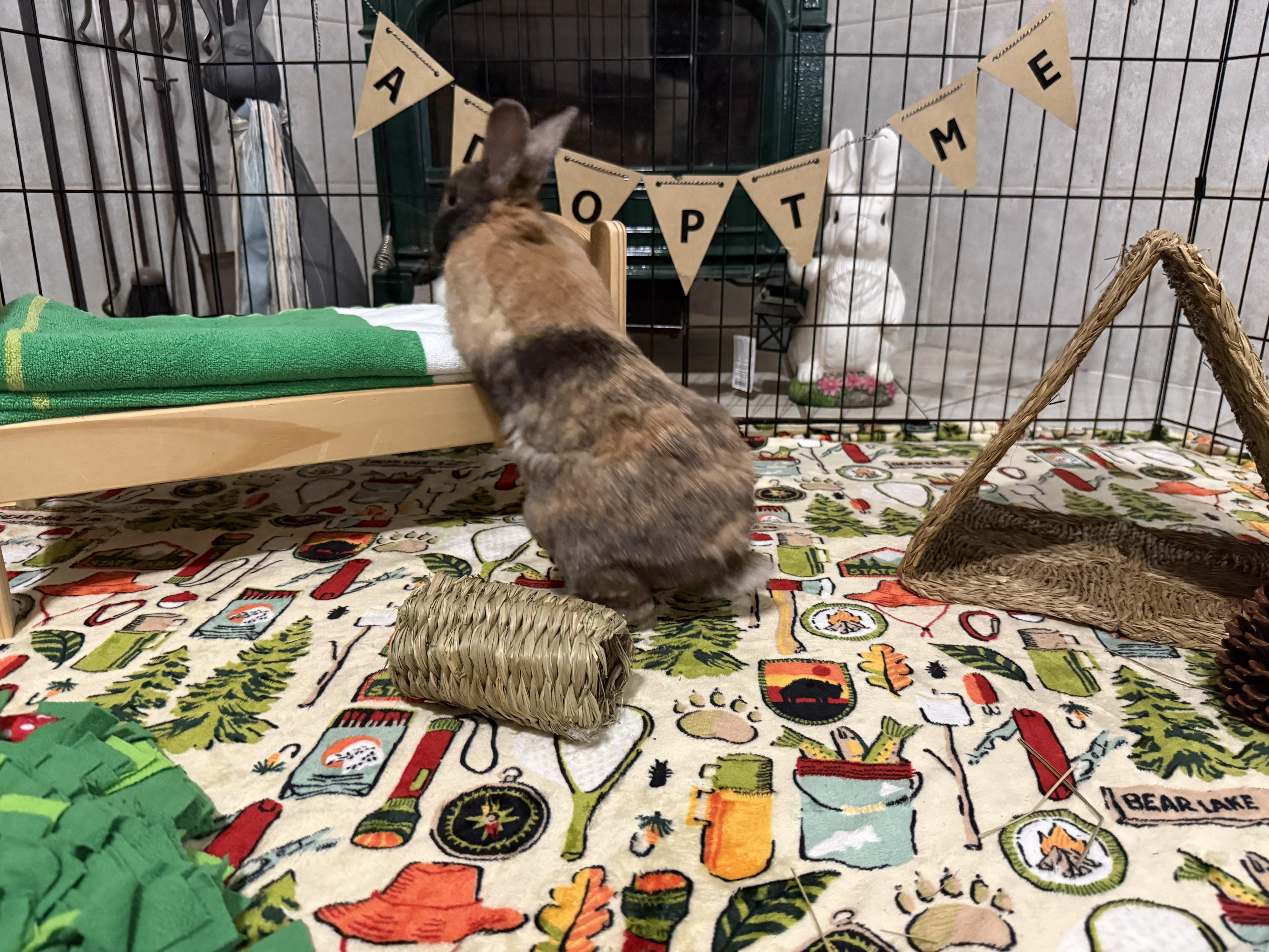 Fabio, an adopted Harlequin in Little Rock, AR image 4/5