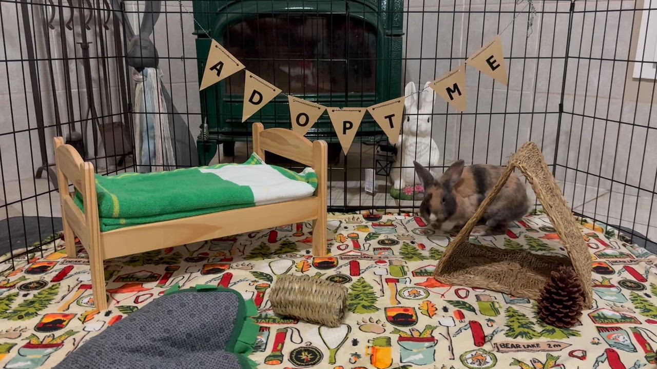 Enlarge Fabio, an adopted Harlequin in Little Rock, AR video 5/5