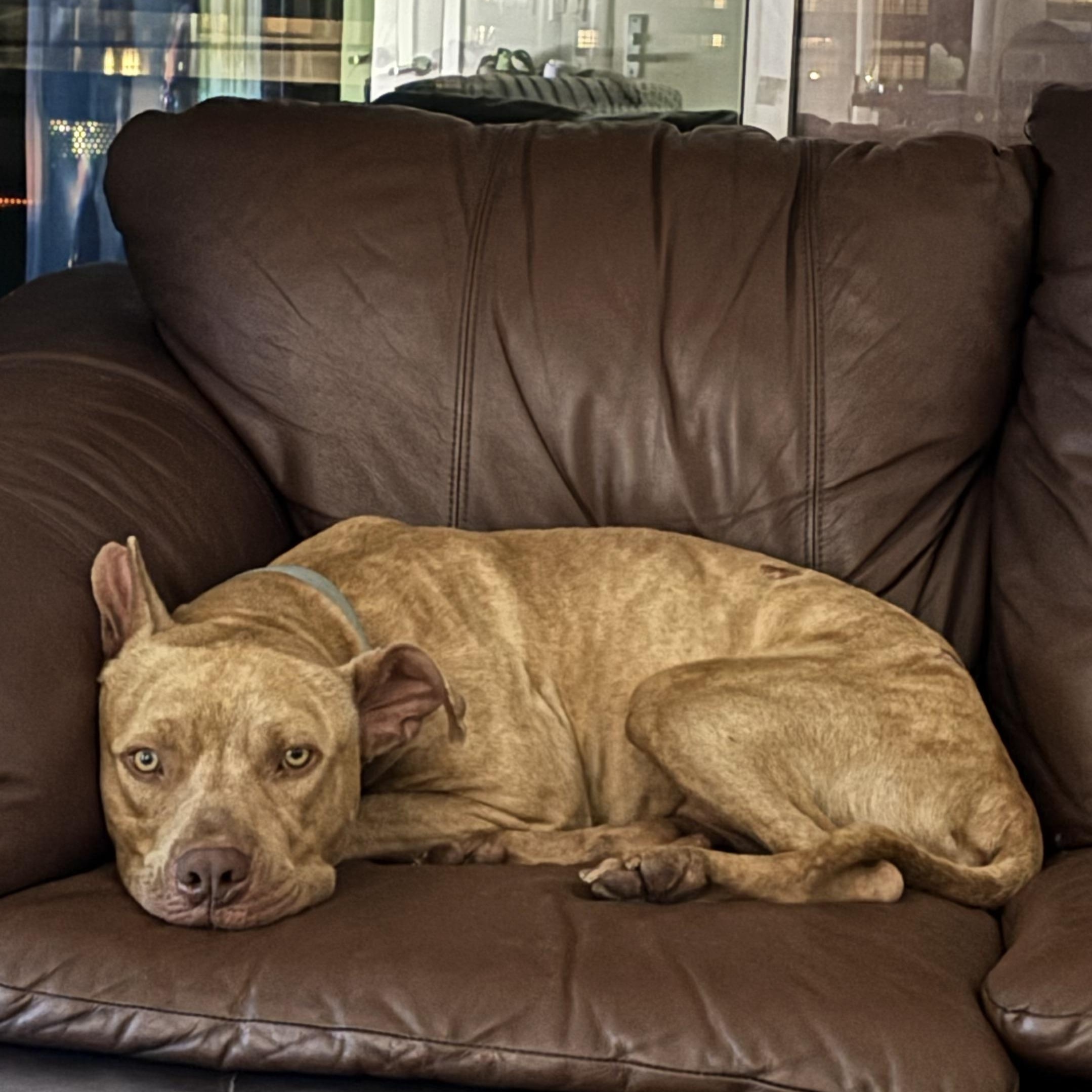 Enlarge Teddy, a Adoptable mixed breed in Valley Village, CA image 5/5