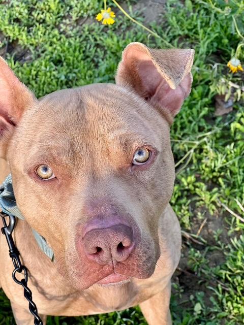 Enlarge Teddy, a Adoptable mixed breed in Valley Village, CA image 4/5