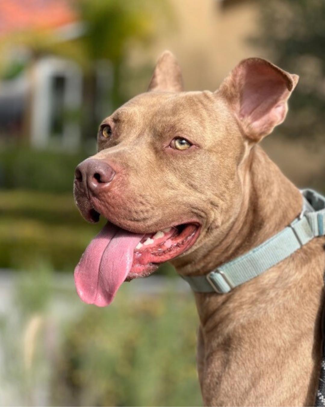 Enlarge Teddy, a Adoptable mixed breed in Valley Village, CA image 5/6