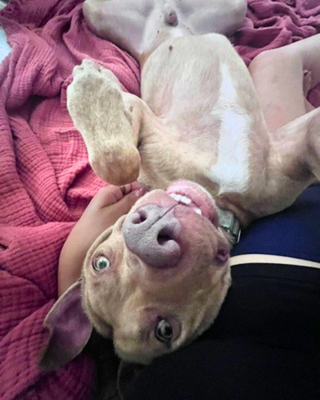 Enlarge Teddy, a Adoptable mixed breed in Valley Village, CA image 3/6